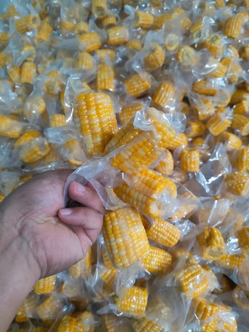 云南西双版纳金银花甜脆玉米