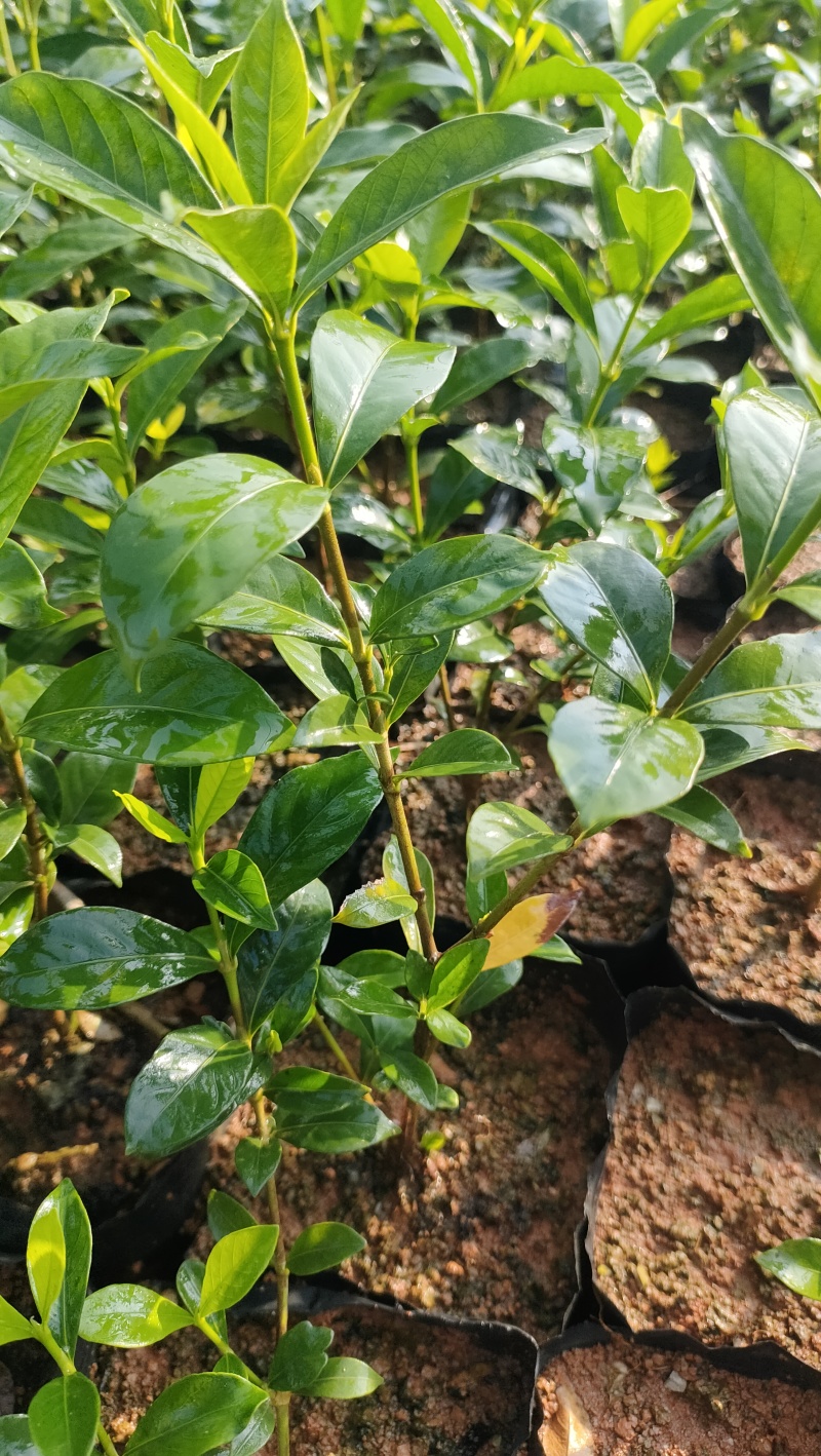 玫瑰栀子趴栀子杯苗