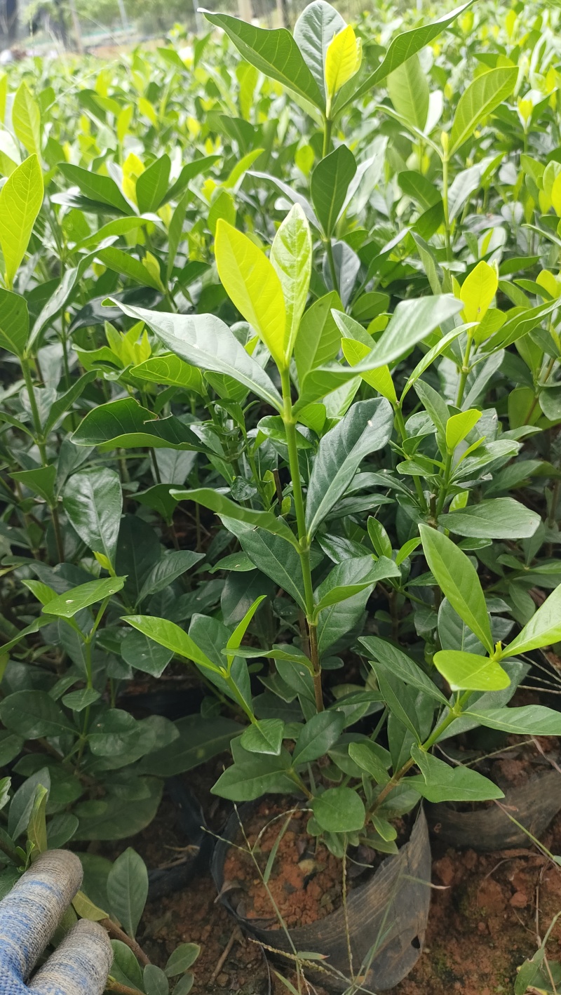玫瑰栀子趴栀子杯苗