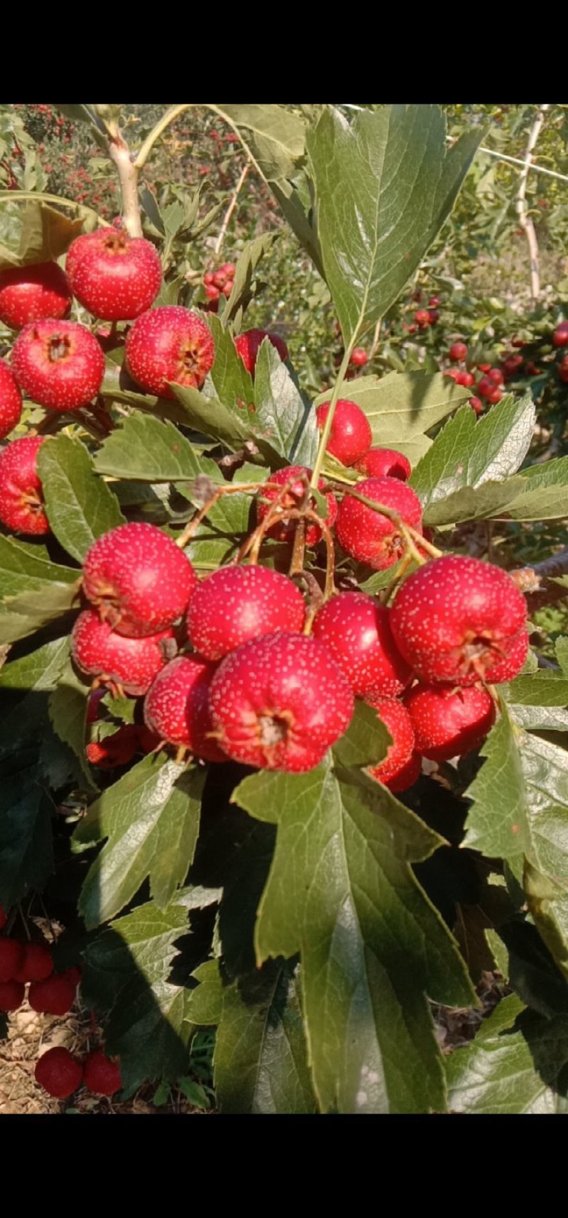 自家种植甜红子山楂