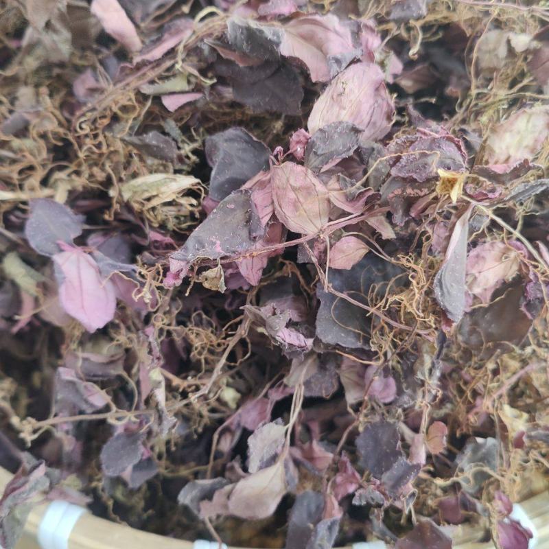 福建野生风柜斗草正宗风斗柜草风骨草风鼓草肝火草降火红杆干