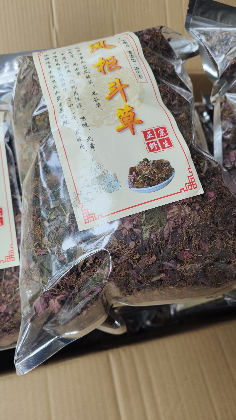 福建野生风柜斗草正宗风斗柜草风骨草风鼓草肝火草降火红杆干