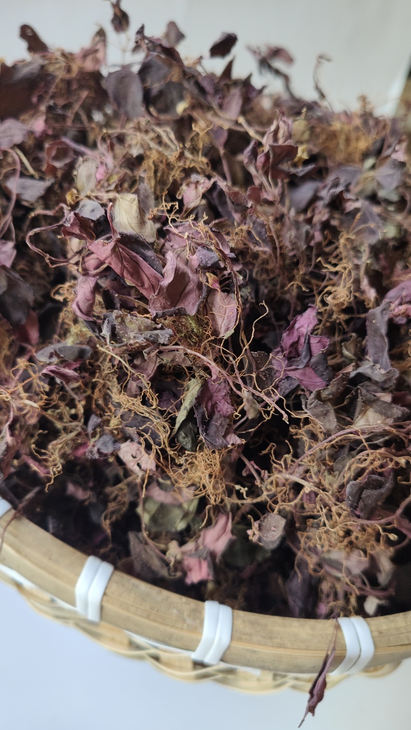 福建野生风柜斗草正宗风斗柜草风骨草风鼓草肝火草降火红杆干