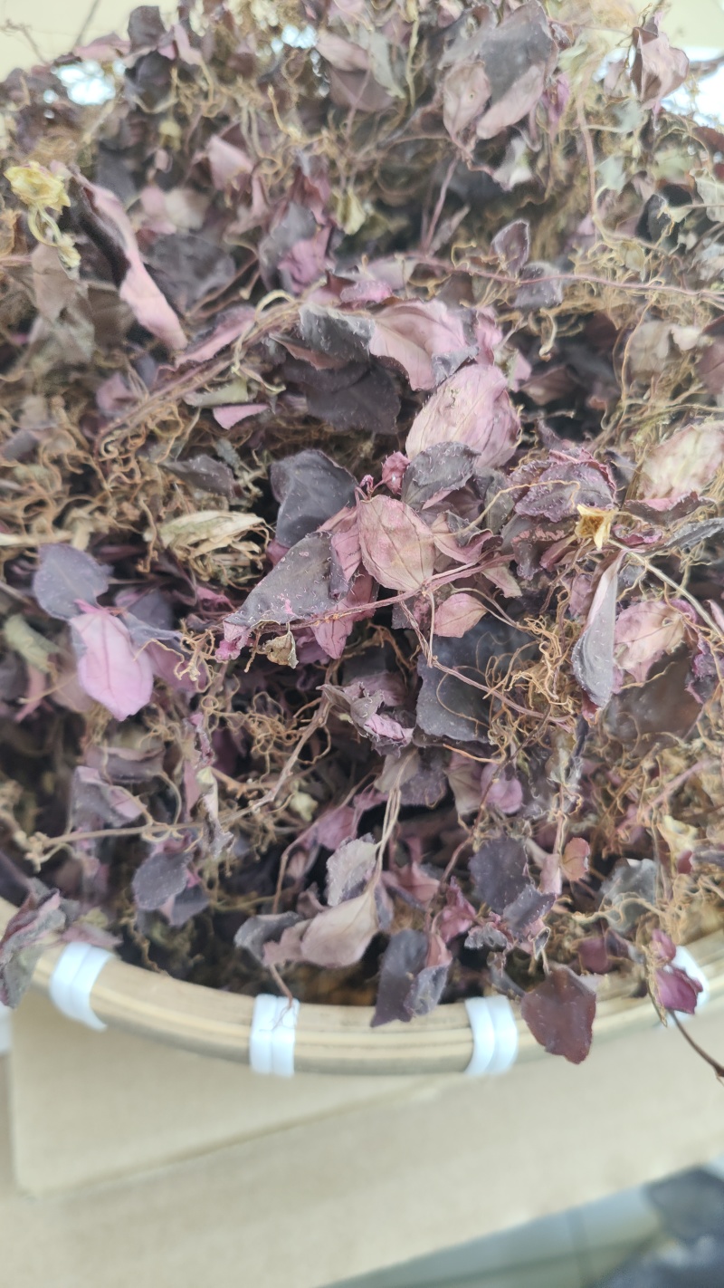 福建野生风柜斗草正宗风斗柜草风骨草风鼓草肝火草降火红杆干