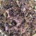 福建野生风柜斗草正宗风斗柜草风骨草风鼓草肝火草降火红杆干