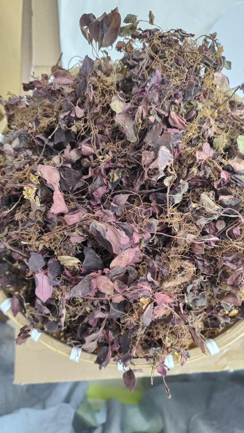 福建野生风柜斗草正宗风斗柜草风骨草风鼓草肝火草降火红杆干