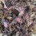 福建野生风柜斗草正宗风斗柜草风骨草风鼓草肝火草降火红杆干