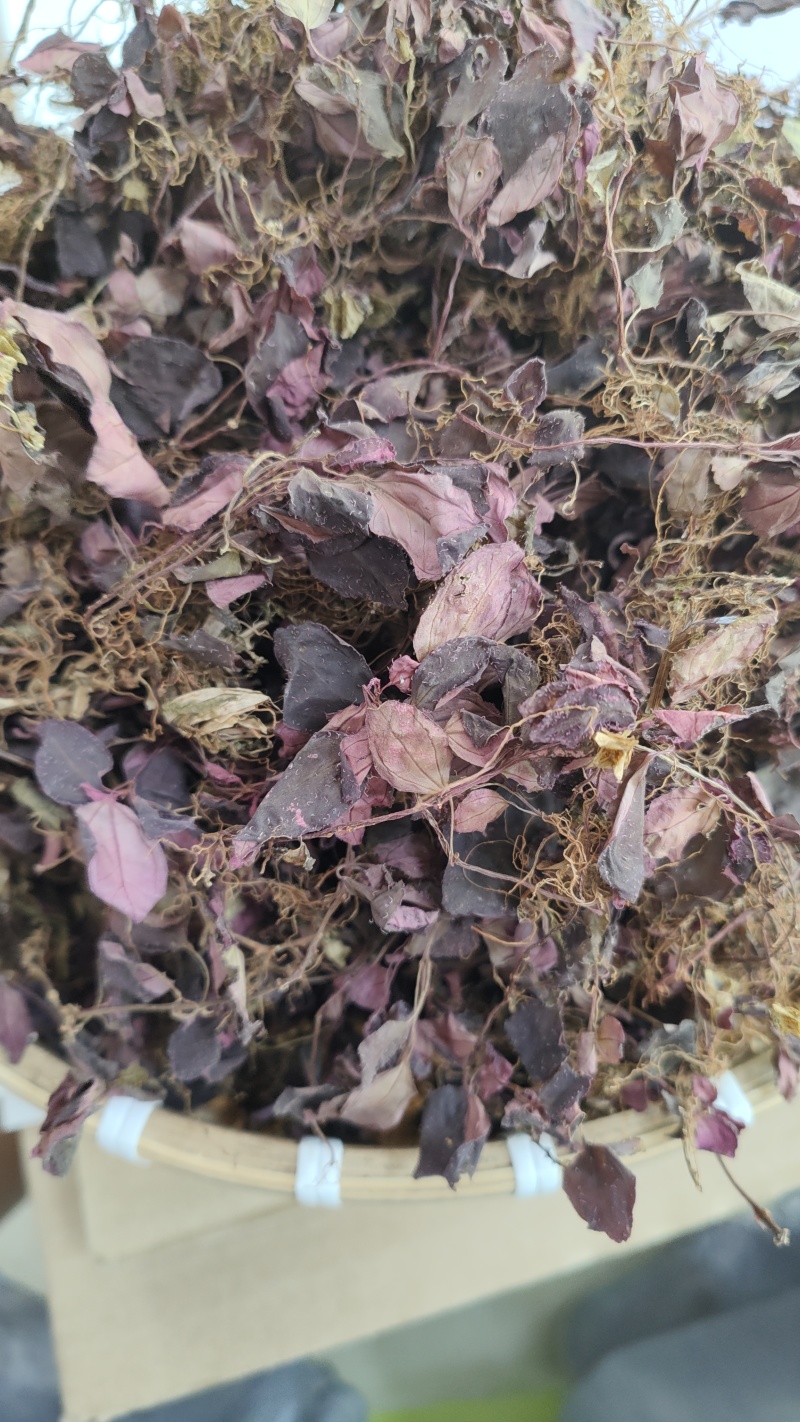 福建野生风柜斗草正宗风斗柜草风骨草风鼓草肝火草降火红杆干