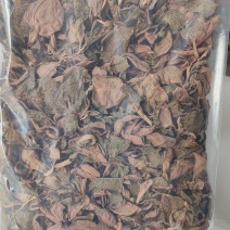 福建南靖正宗林下种植金线莲干品煲汤煮水整株特级精选干品