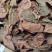 福建南靖正宗林下种植金线莲干品煲汤煮水整株特级精选干品