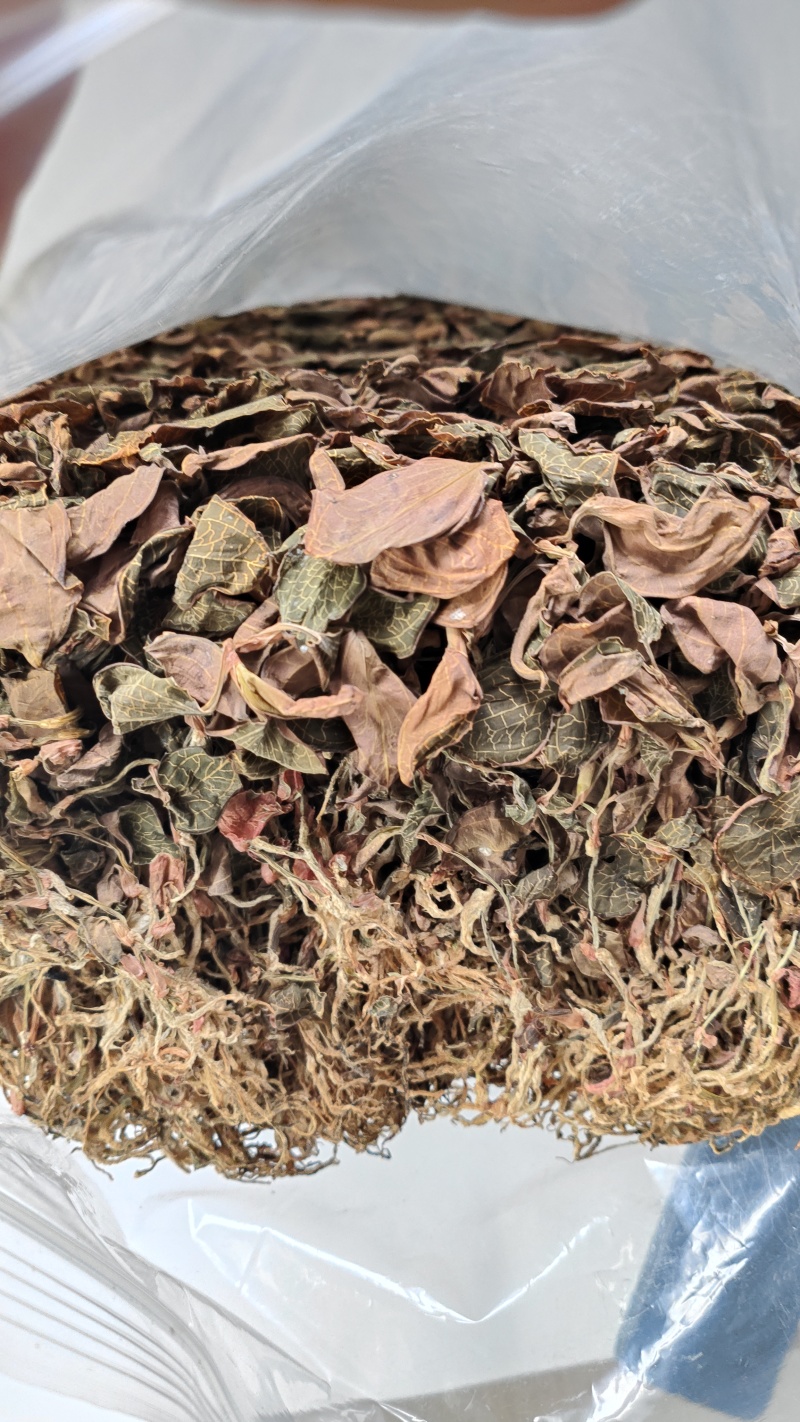 福建南靖正宗林下种植金线莲干品煲汤煮水整株特级精选干品
