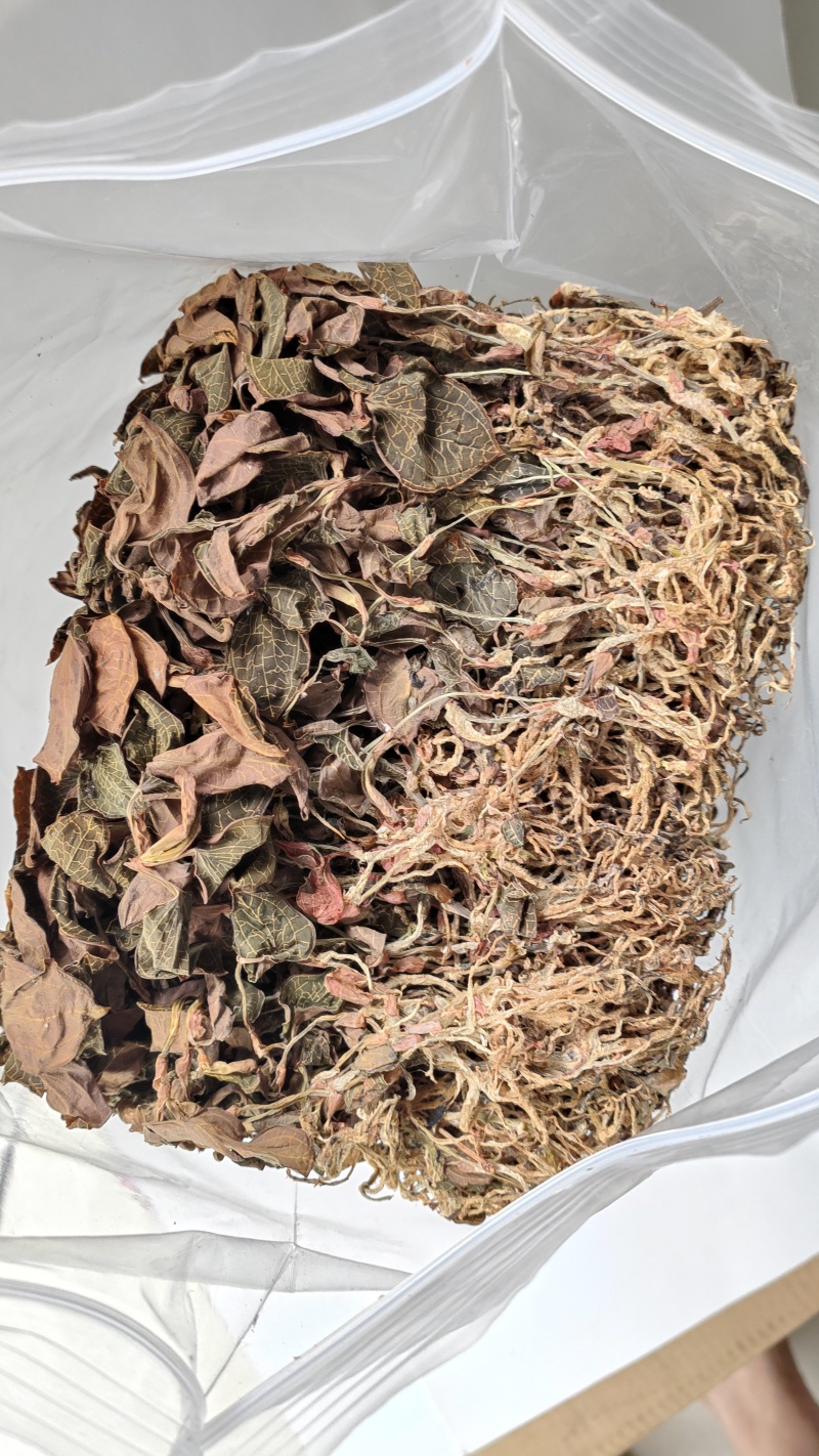 福建南靖正宗林下种植金线莲干品煲汤煮水整株特级精选干品
