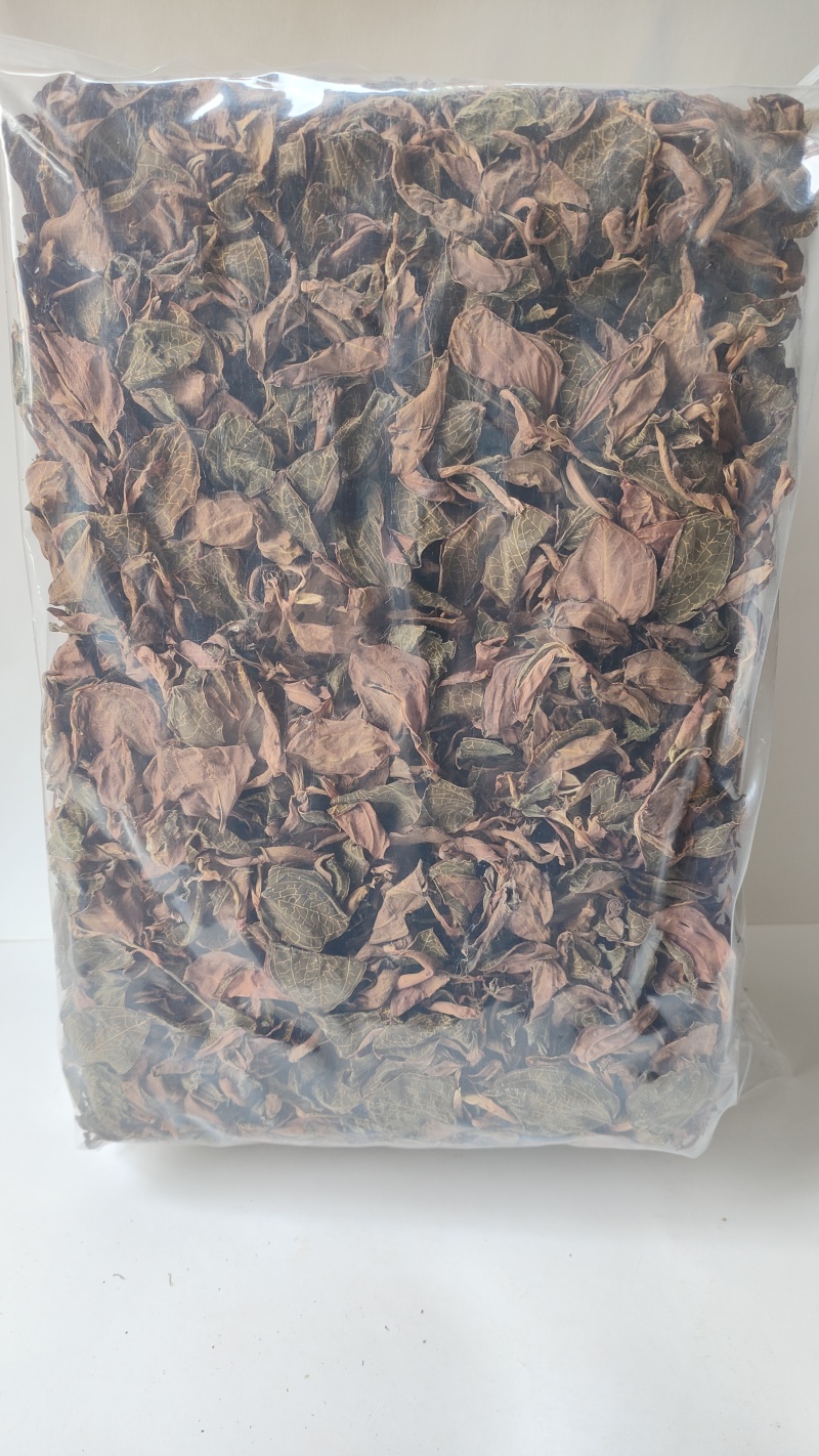 福建南靖正宗林下种植金线莲干品煲汤煮水整株特级精选干品