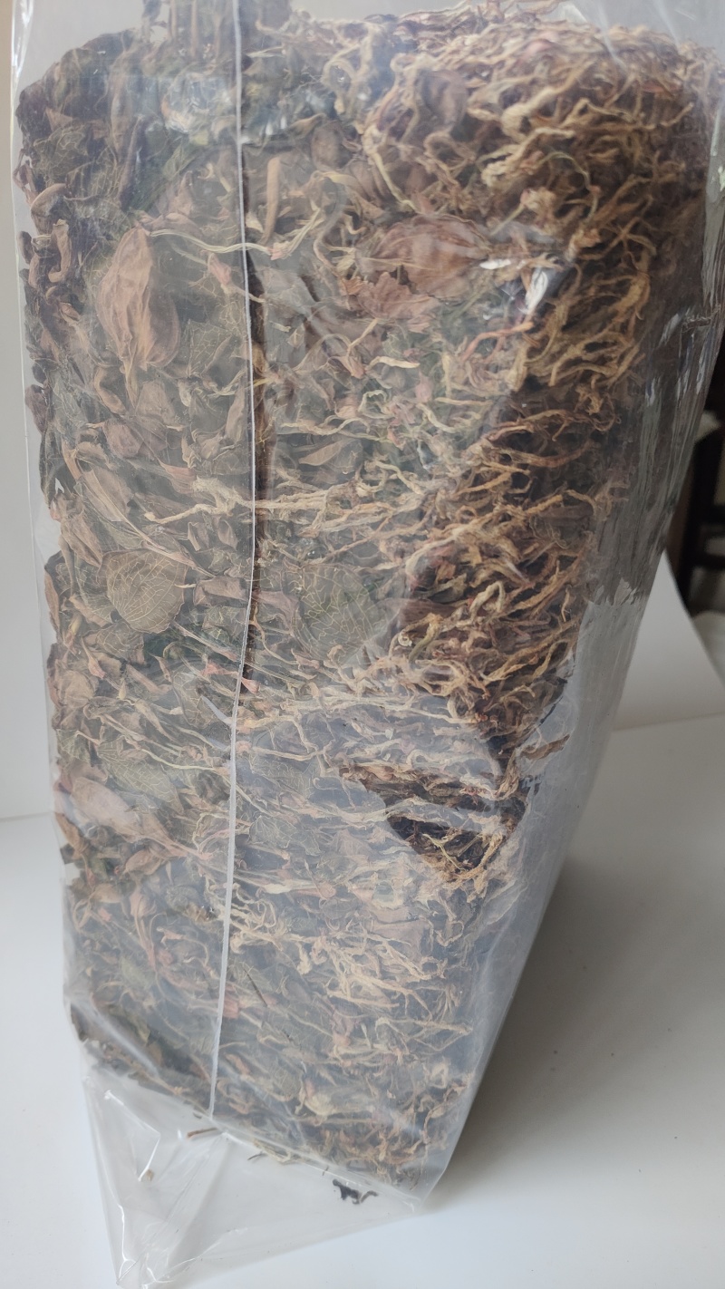 福建南靖正宗林下种植金线莲干品煲汤煮水整株特级精选干品