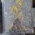 福建南靖正宗林下种植金线莲干品煲汤煮水整株特级精选干品