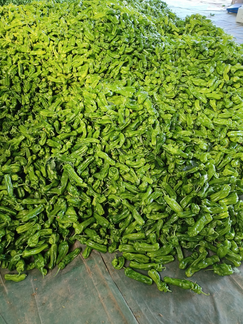芜湖椒