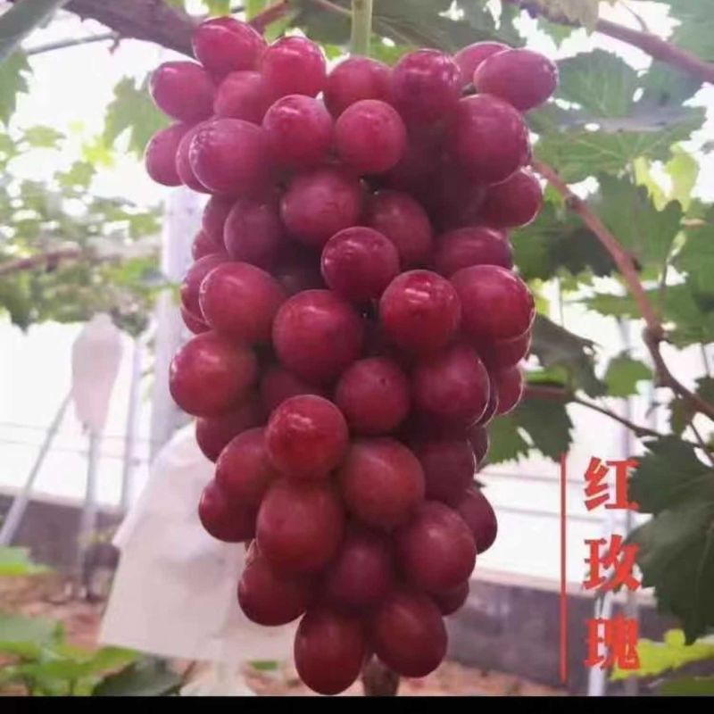 中国红玫瑰葡萄苗嫁接苗品质保证欢迎老板电话联系
