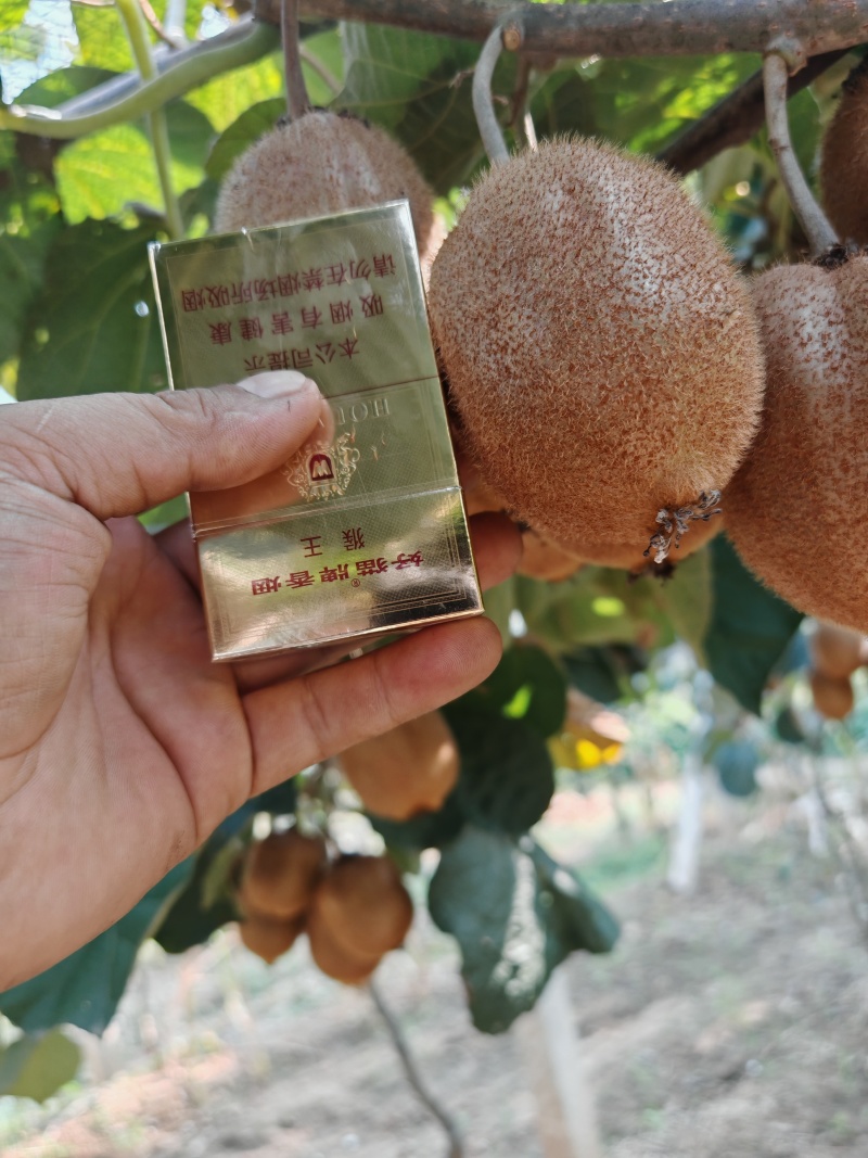 徐香猕猴桃，一手货源，精品猕猴桃徐香大量上市