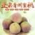 青州蜜桃金秋红蜜映霜红