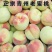 青州蜜桃金秋红蜜映霜红