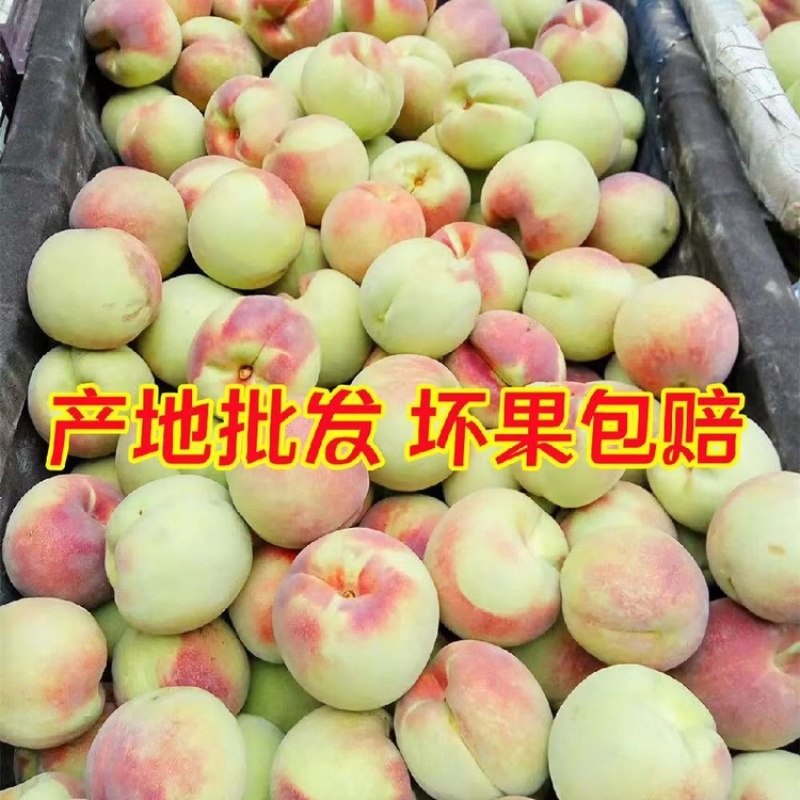 青州蜜桃金秋红蜜映霜红