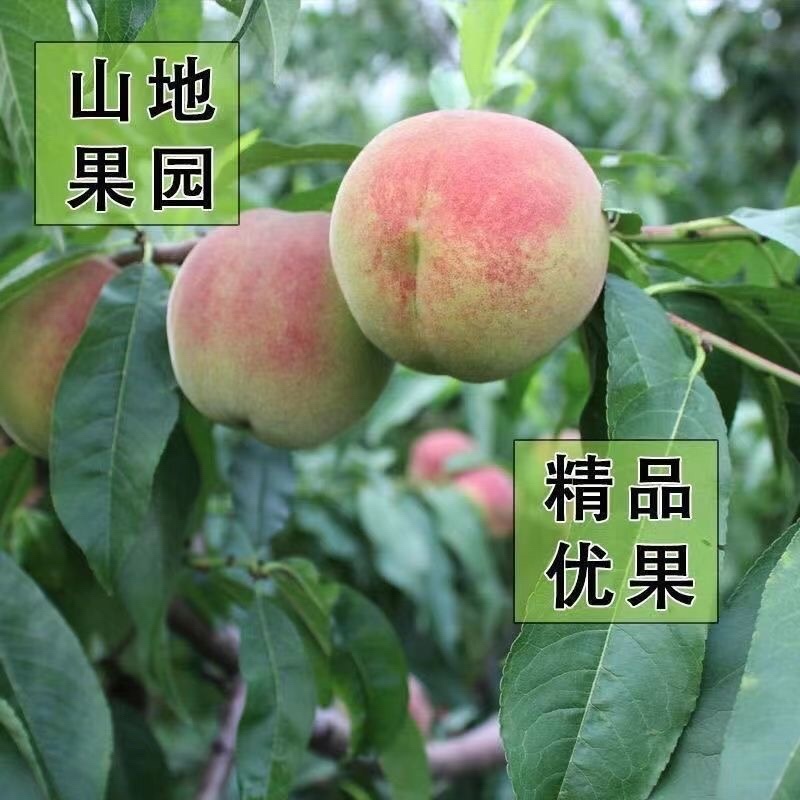 青州蜜桃金秋红蜜映霜红
