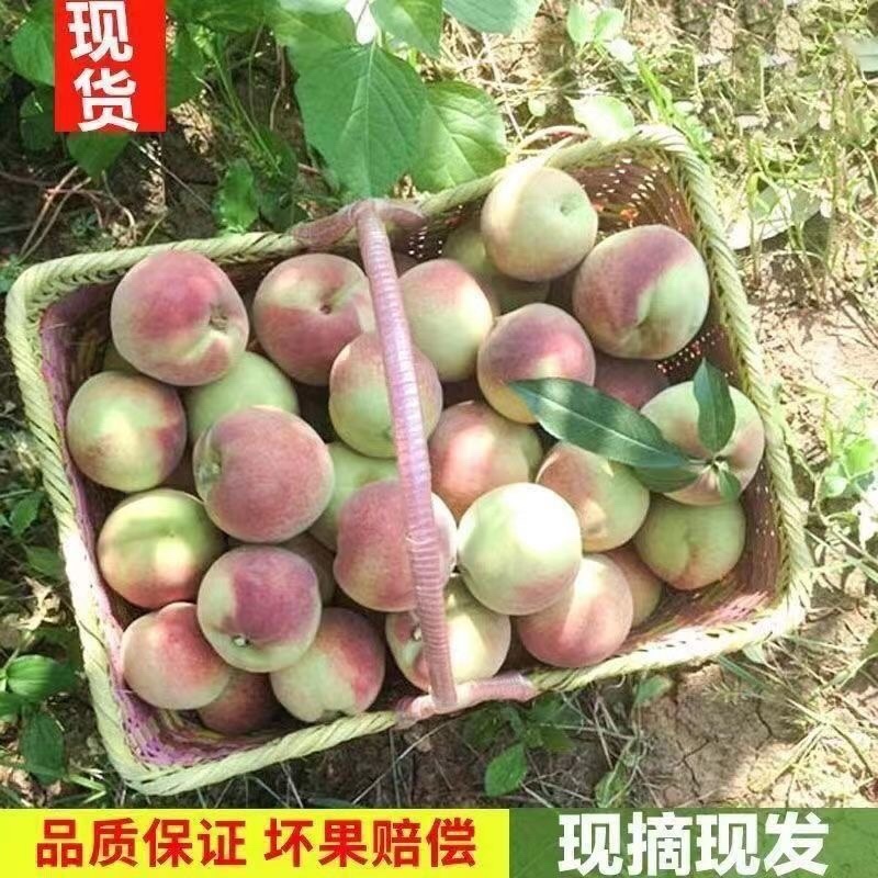 青州蜜桃金秋红蜜映霜红