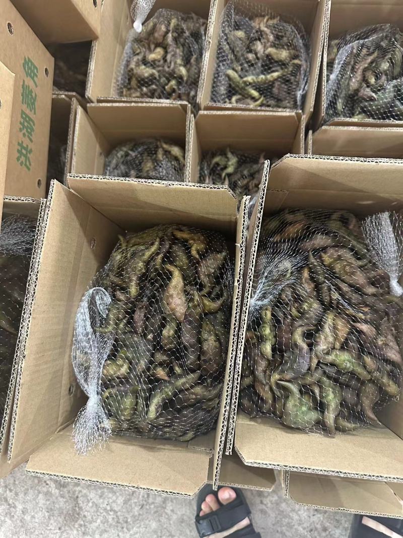 湖北洪湖新鲜老菱角，店管家对接抖音落地配送，大货一件代发
