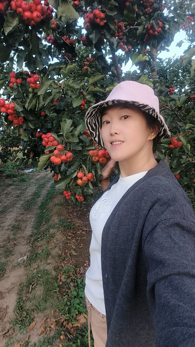 棉球山楂大果形口感酸甜