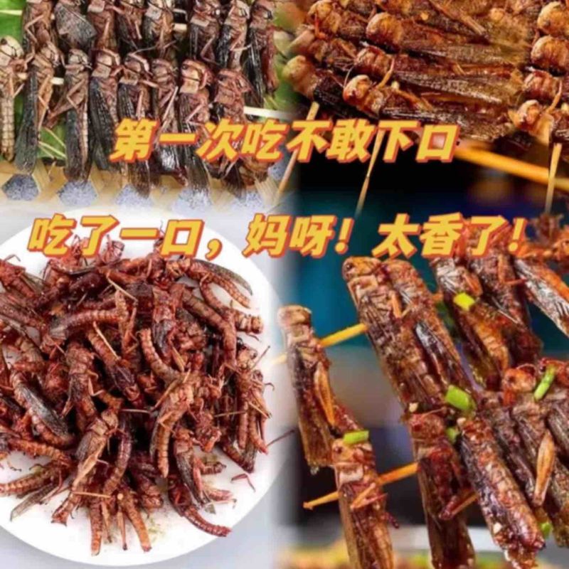 【高蛋白】新鲜速冻蚂蚱蝗虫冰冻带籽公母混合一件包邮