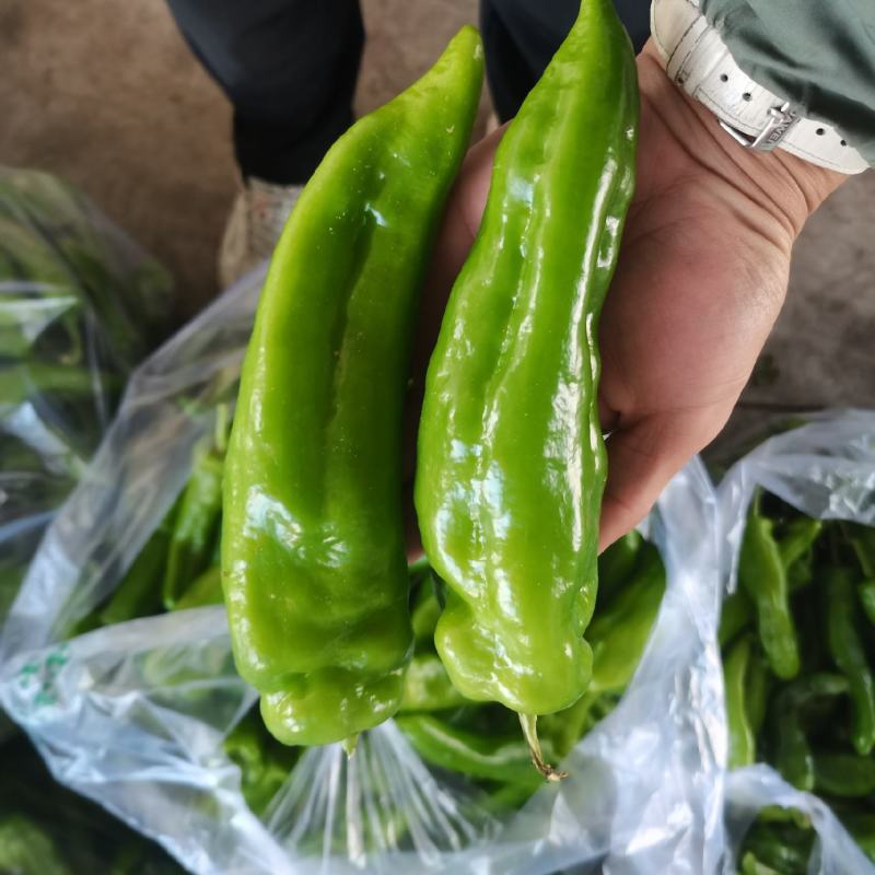 牛椒