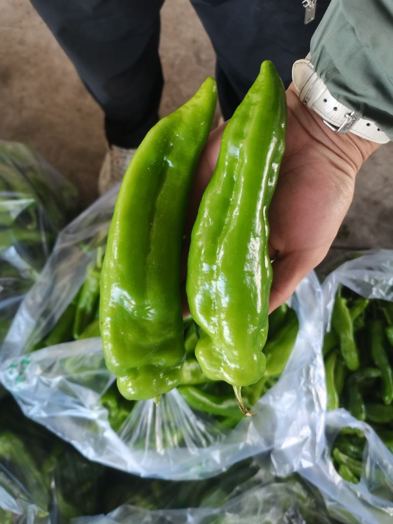 牛椒