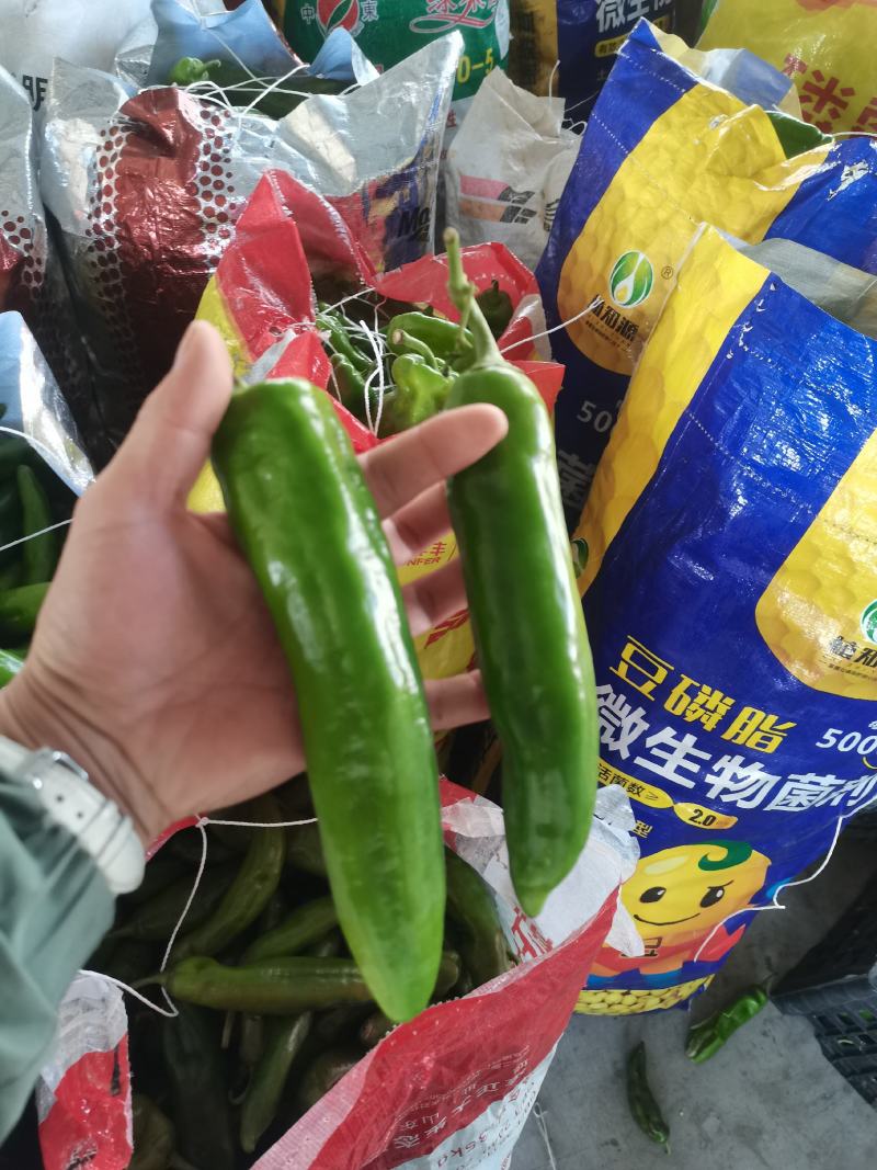 牛椒