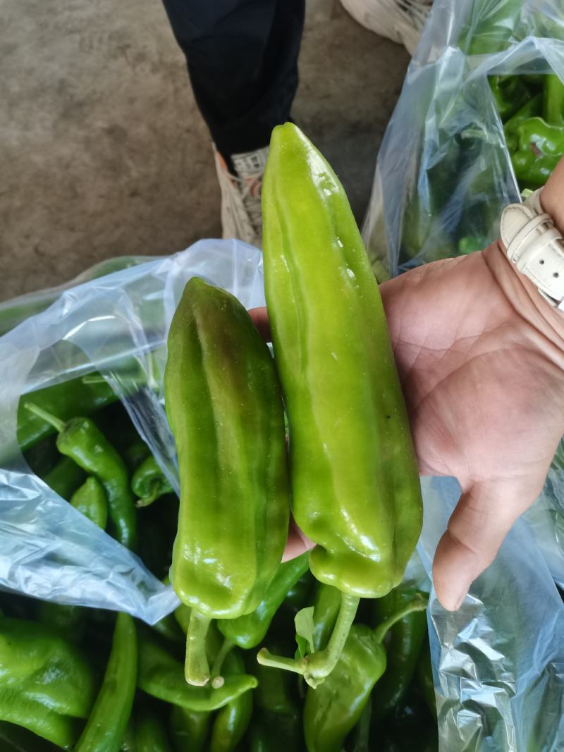 牛椒