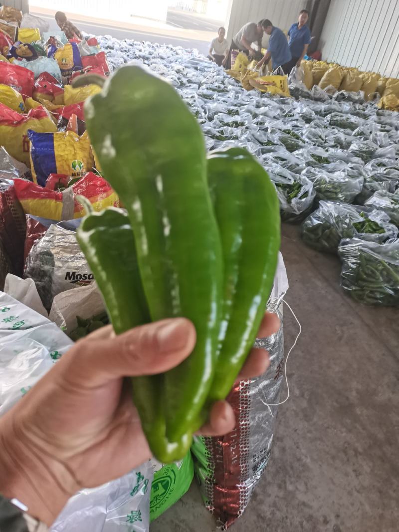 牛椒