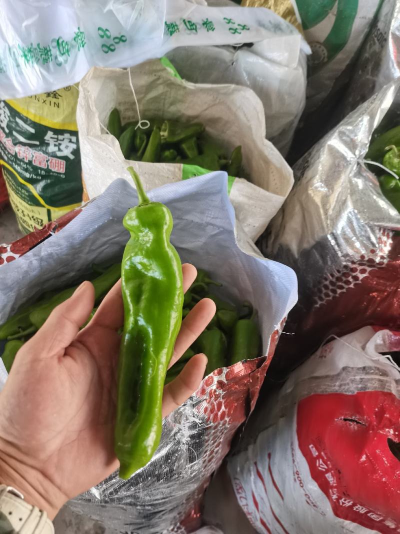 牛椒