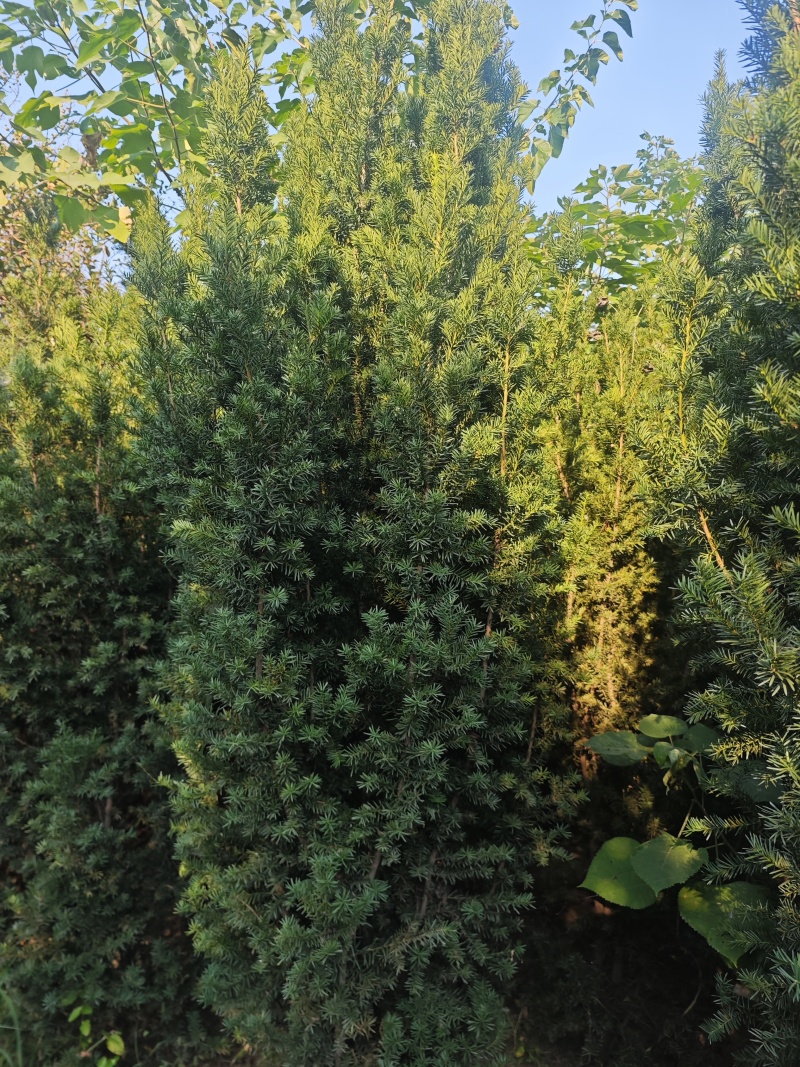 红豆杉