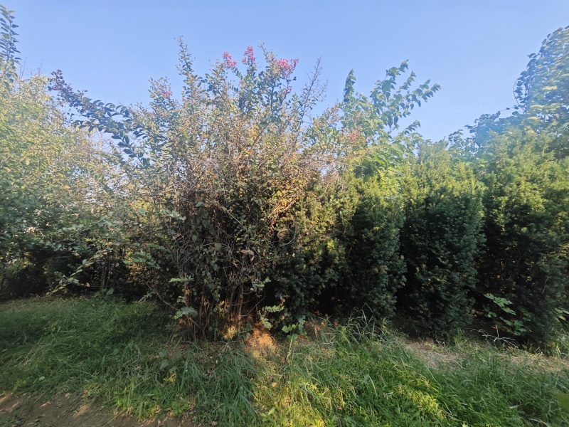 红豆杉