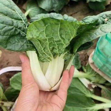 黄心菜