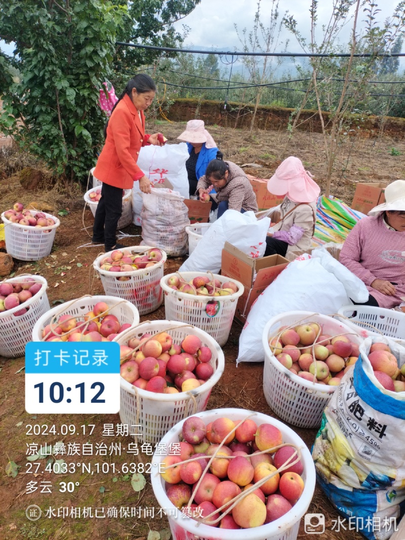 正宗凉山盐源丑苹果