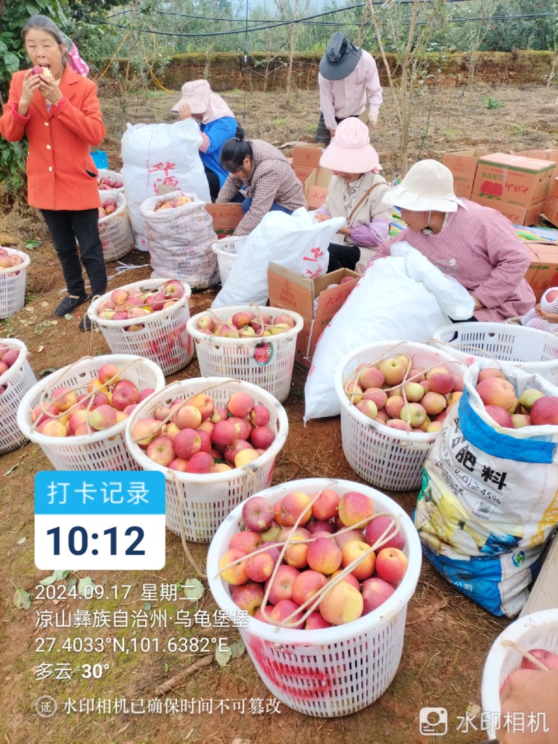 正宗凉山盐源丑苹果