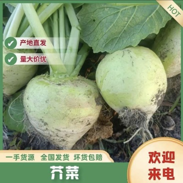 [芥菜精品]一手货源，产地直发，[辣旮瘩]