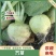 [芥菜精品]一手货源，产地直发，[辣旮瘩]