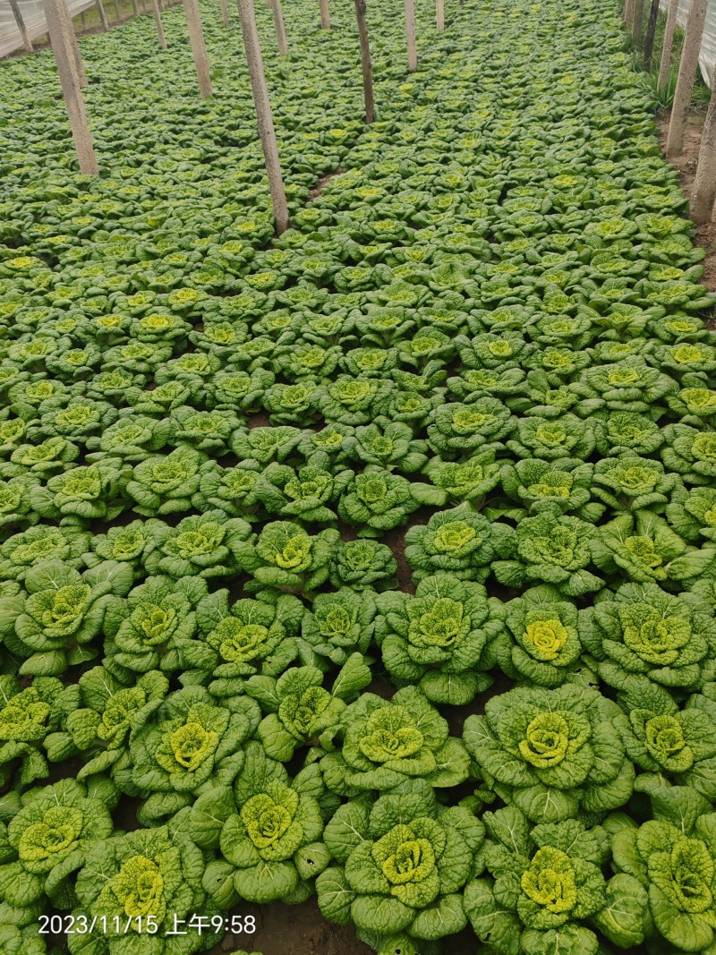 黄心菜