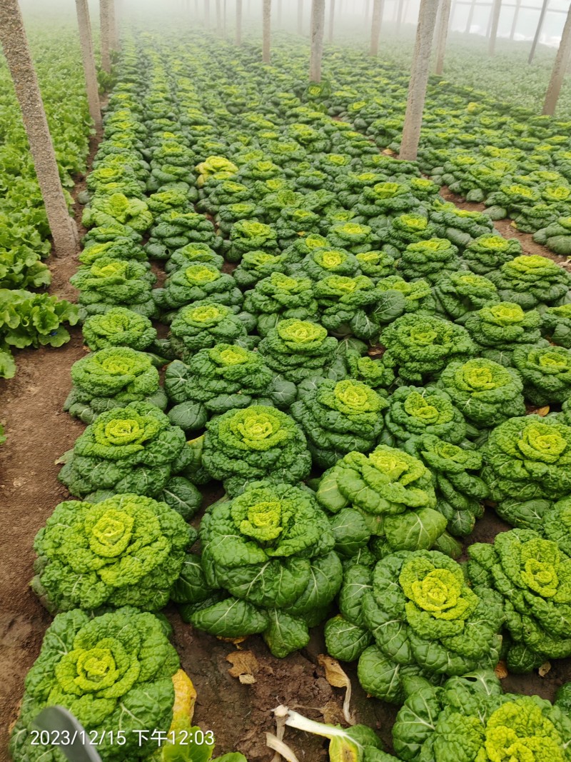 黄心菜
