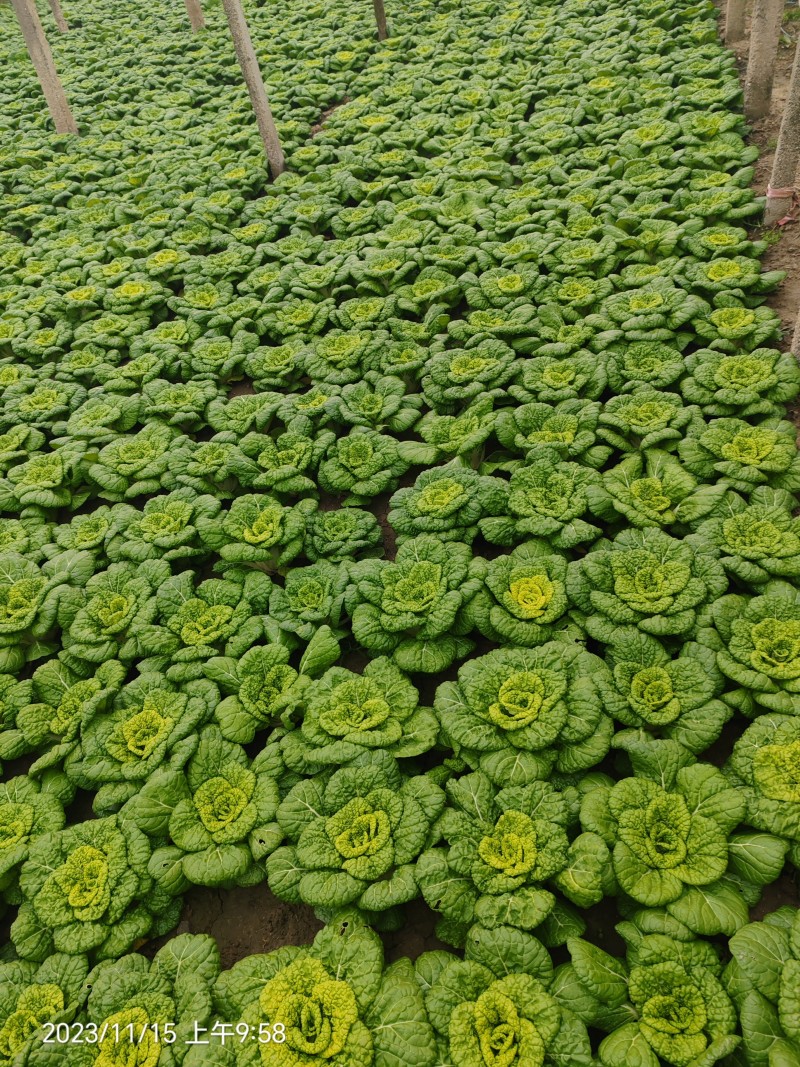 黄心菜
