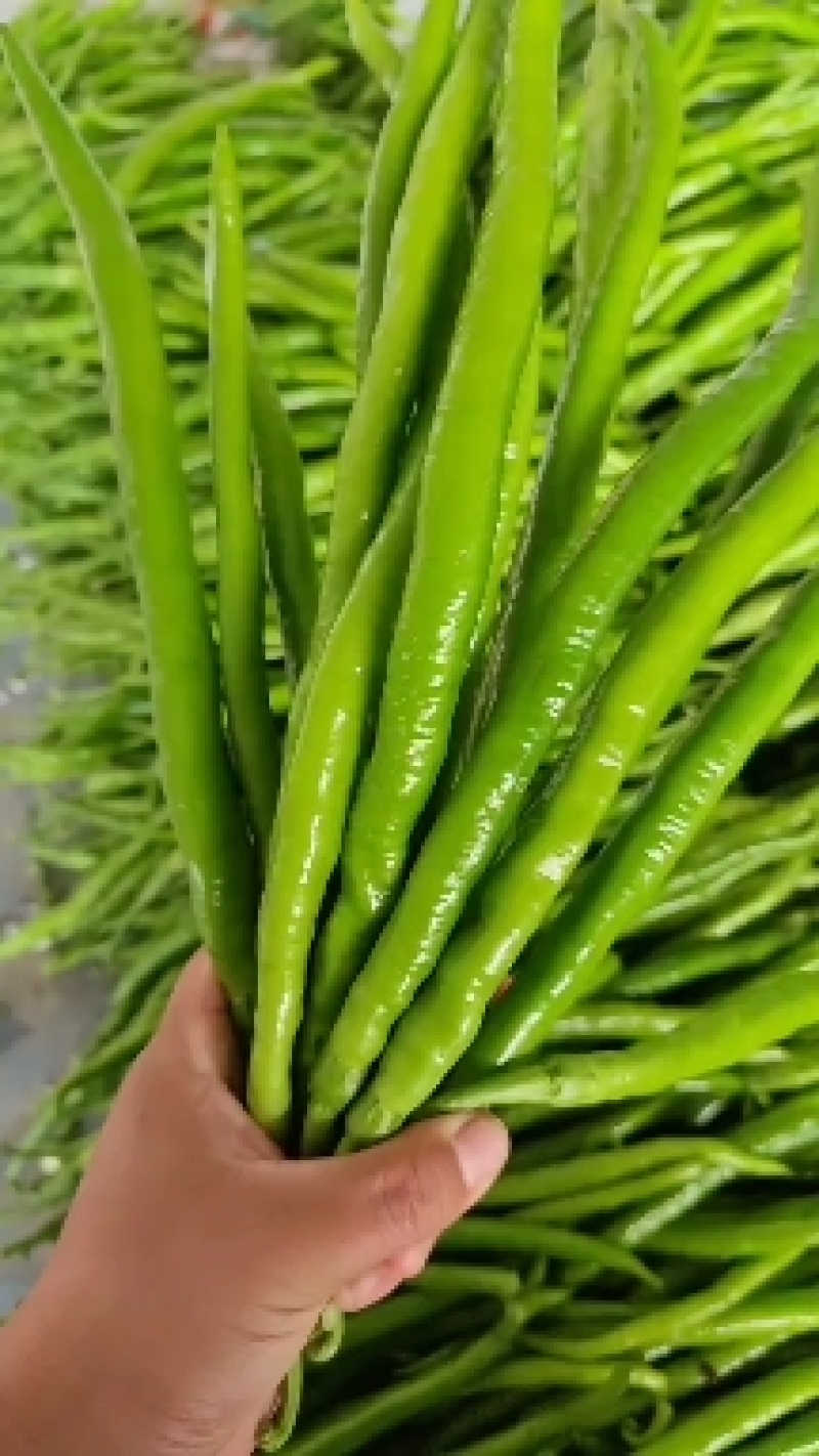 山东鲜辣椒，8号线椒，黄线椒大量上市