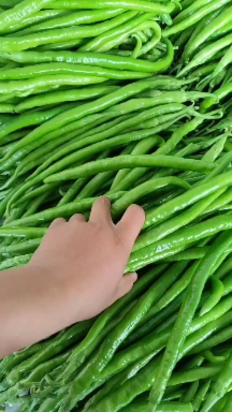 山东鲜辣椒，8号线椒，黄线椒大量上市