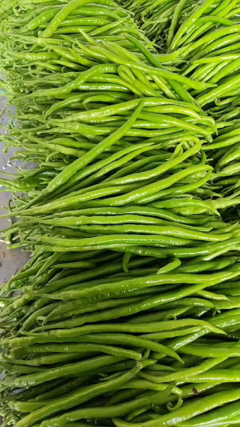 山东鲜辣椒，8号线椒，黄线椒大量上市
