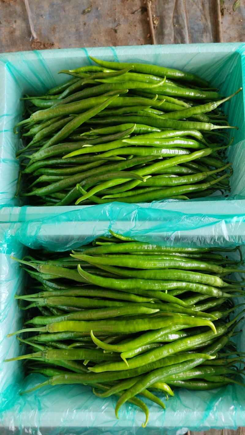 山东鲜辣椒，8号线椒，黄线椒大量上市